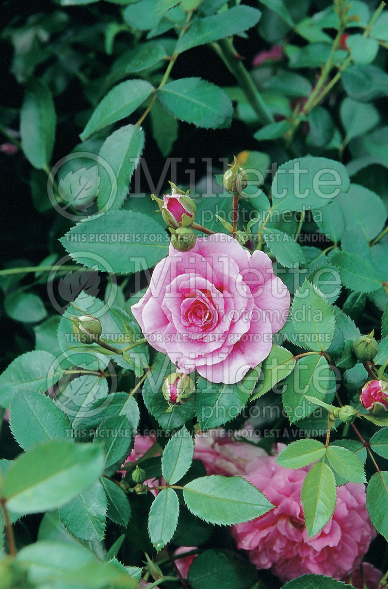 Rosa Morden Belle (Shrub Rose)  1