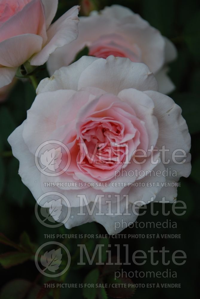 Rosa Morden Blush (Shrub Rose) 1 