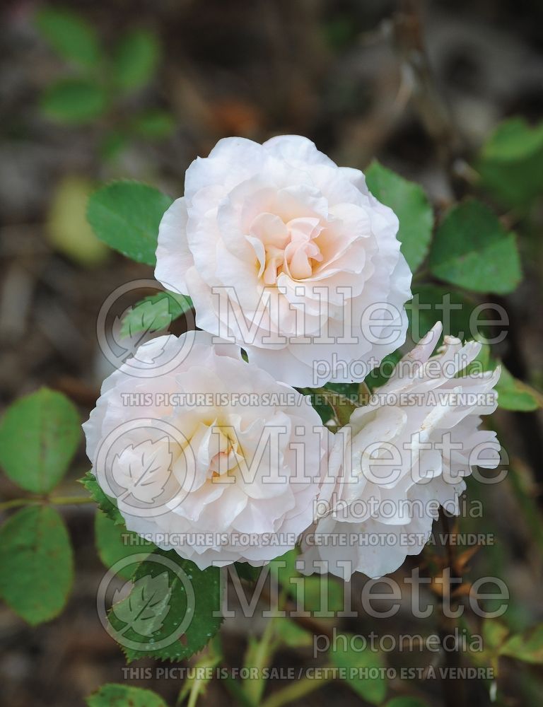 Rosa Morden Blush (Shrub Rose) 2 