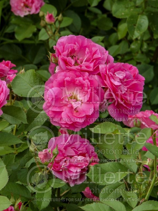 Rosa Morden Centennial (Shrub Rose) 3