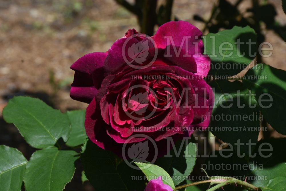 Rosa Munstead Wood aka Ausbernhard (Shrub Rose) 3 