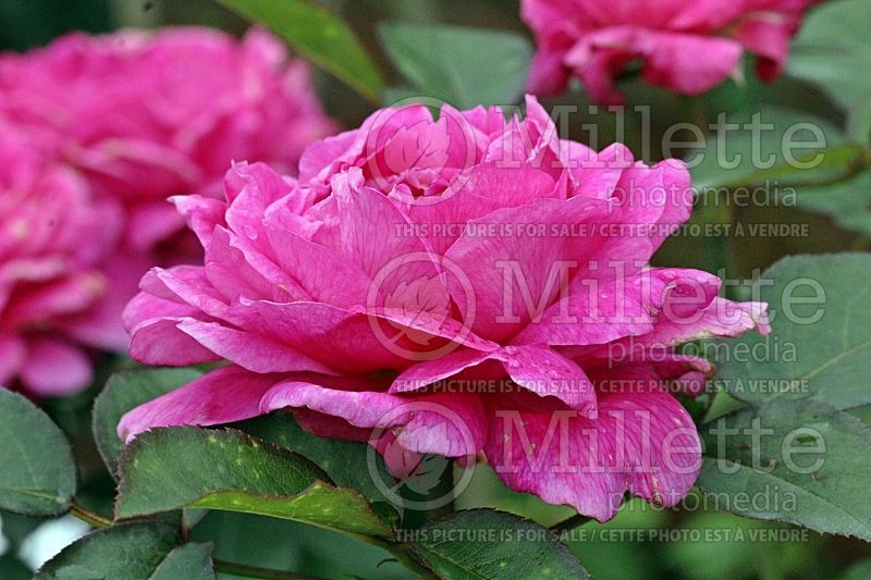 Rosa Noble Antony ou Ausway (Shrub Rose)   1