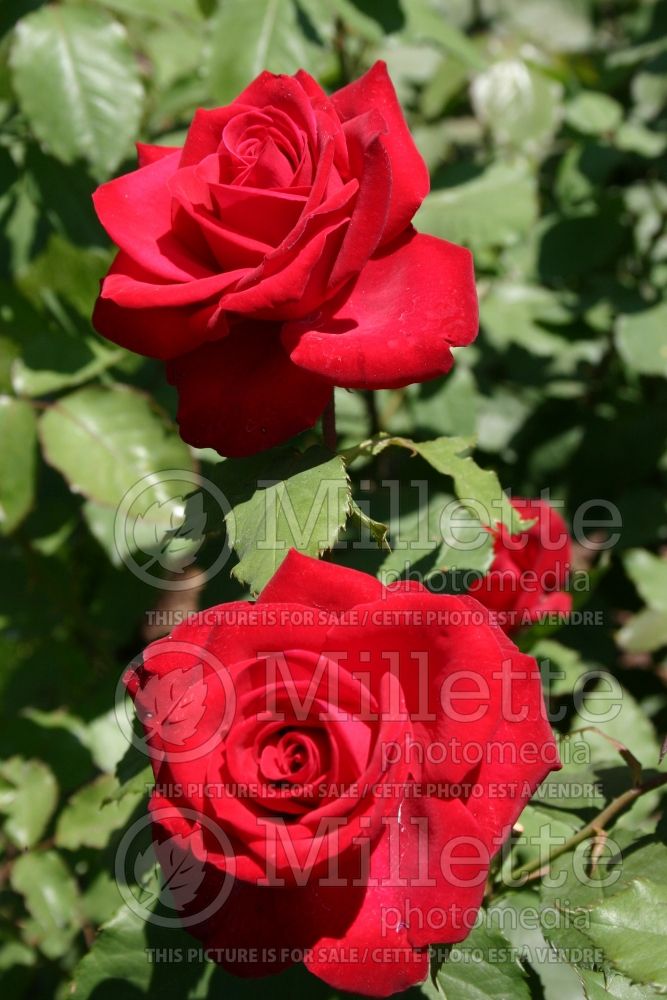 Rosa Olympiad (Hybrid Tea Rose) 1