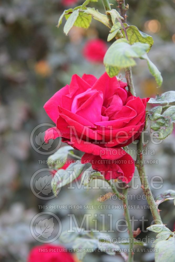 Rosa Olympiad (Hybrid Tea Rose) 4