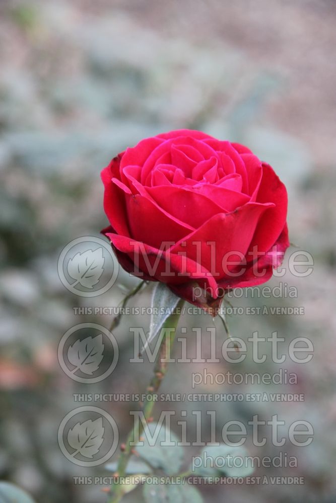 Rosa Olympiad (Hybrid Tea Rose) 5