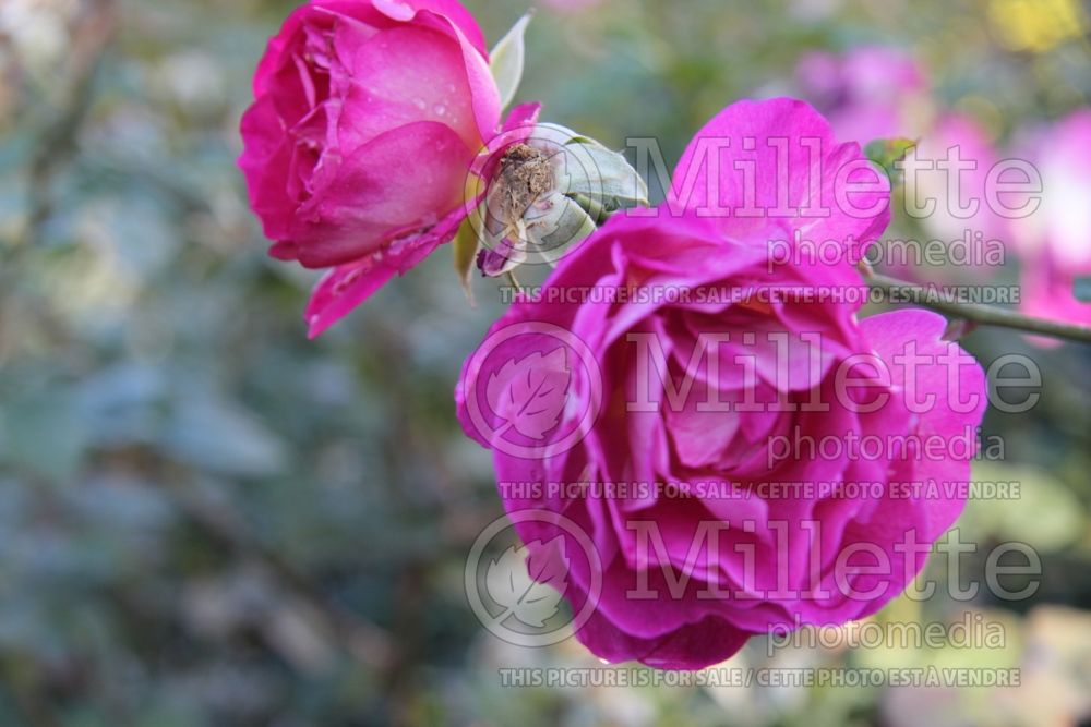 Rosa Outta The Blue (Shrub Rose) 2 