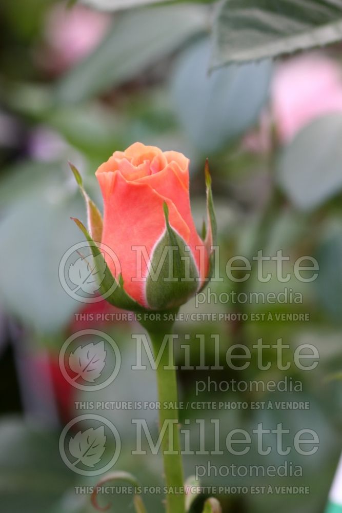 Rosa Paco Rabanne (floribunda Rose) 1