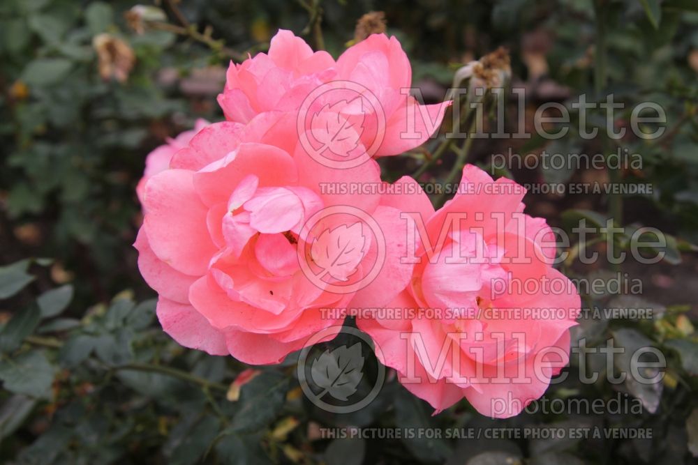 Rosa Passionate Kisses aka MEIzebul (Floribunda Rose)  2