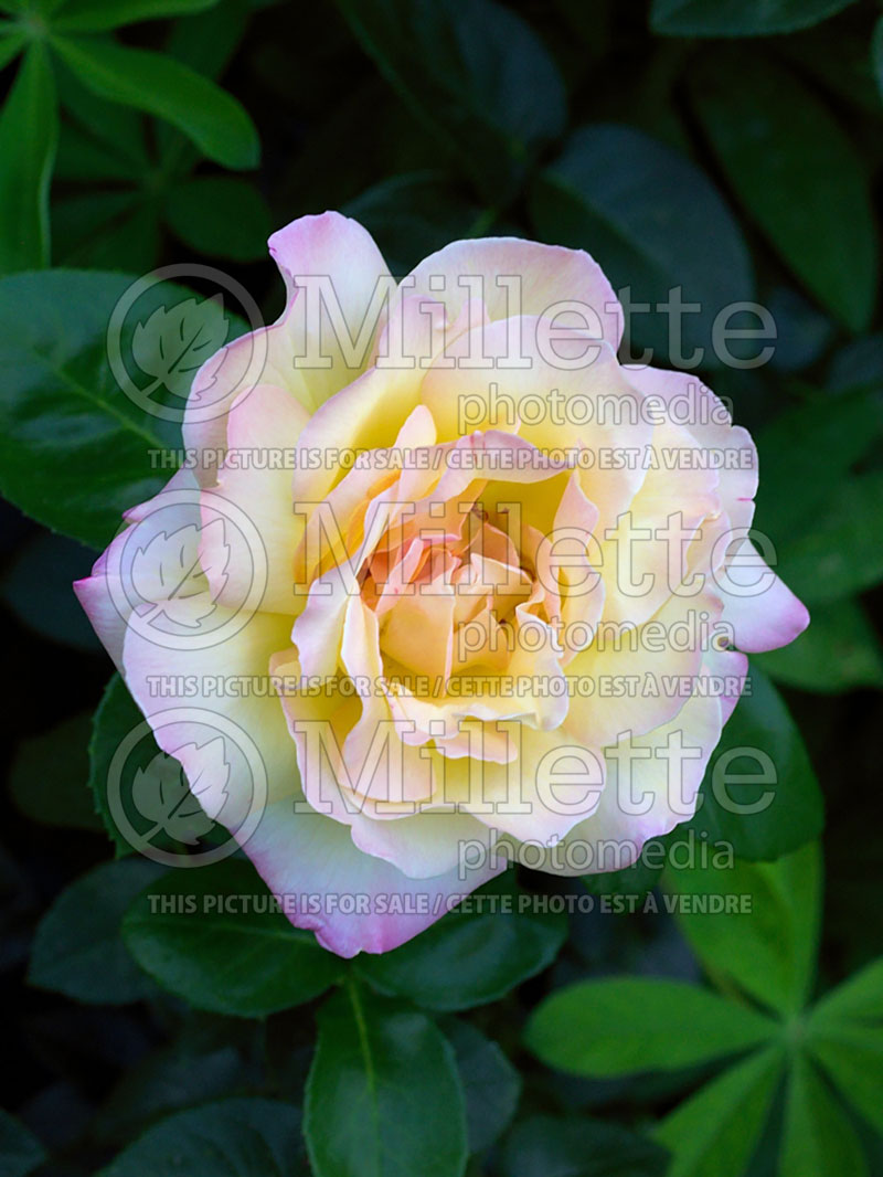 Rosa Peace (Tea hybrid Rose) 1