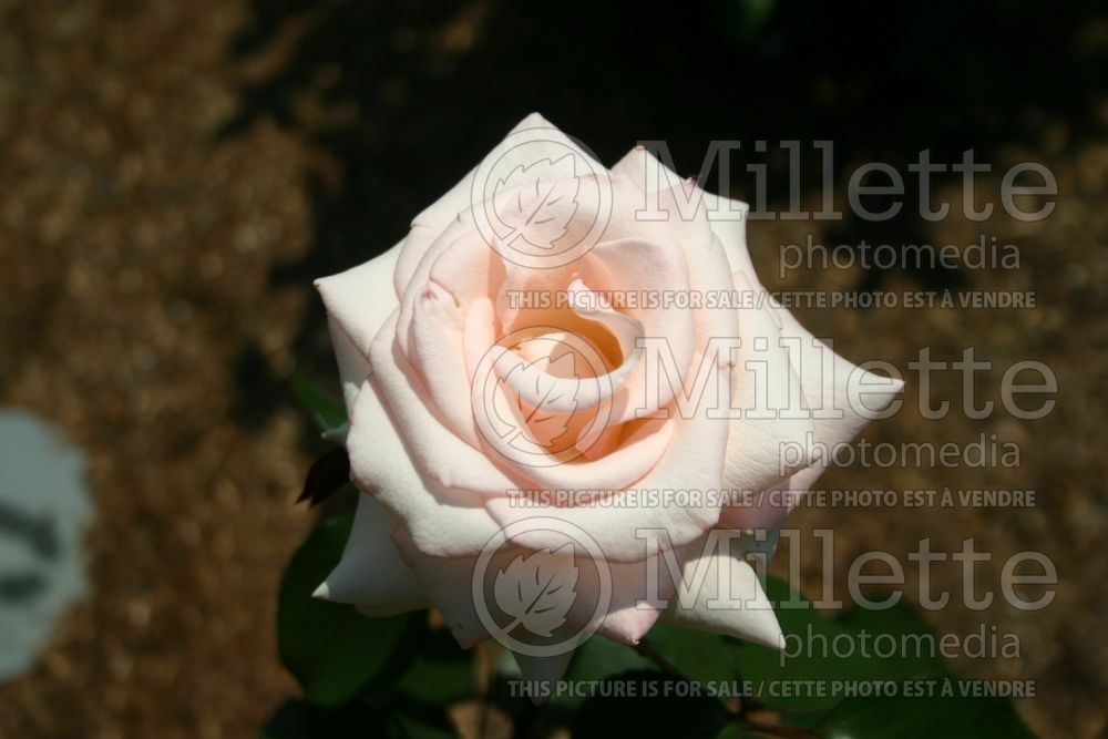 Rosa Pearl Essence (Tea hybrid Rose) 1 