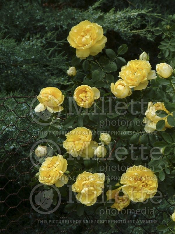 Rosa Persian Yellow (Shrub Rose) 1 