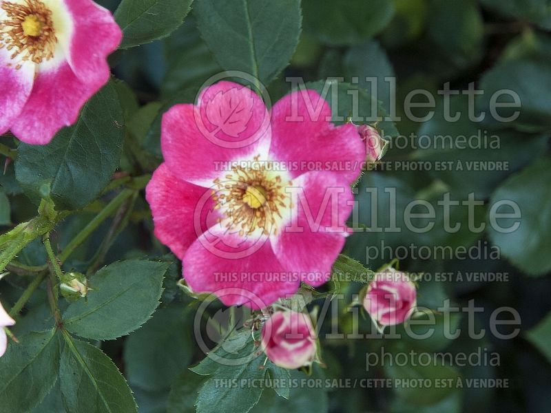 Rosa Pink Meidiland (Red-leaved Rose) 1 