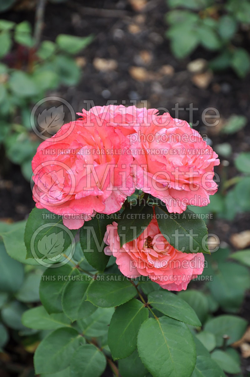 Rosa Pink Panther (Rose rosier hybride de thé)  2