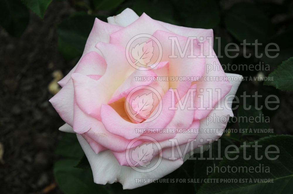 Rosa Pink Promise (Hybrid tea Rose) 1