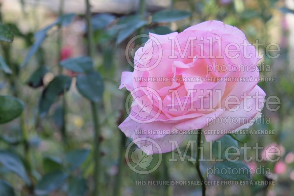 Rosa Pink Promise (Hybrid tea Rose) 2 
