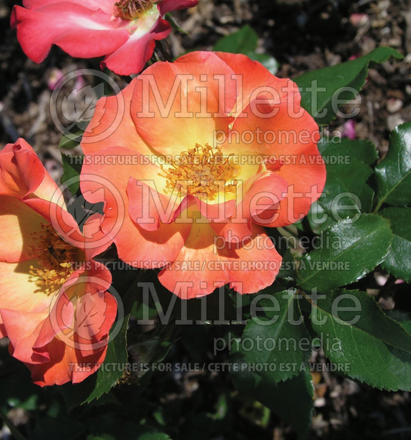 Rosa Playboy (Floribunda rose) 1 