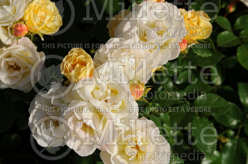 Rosa Popcorn Drift or NOVarospop (Groundcover Rose) 1 