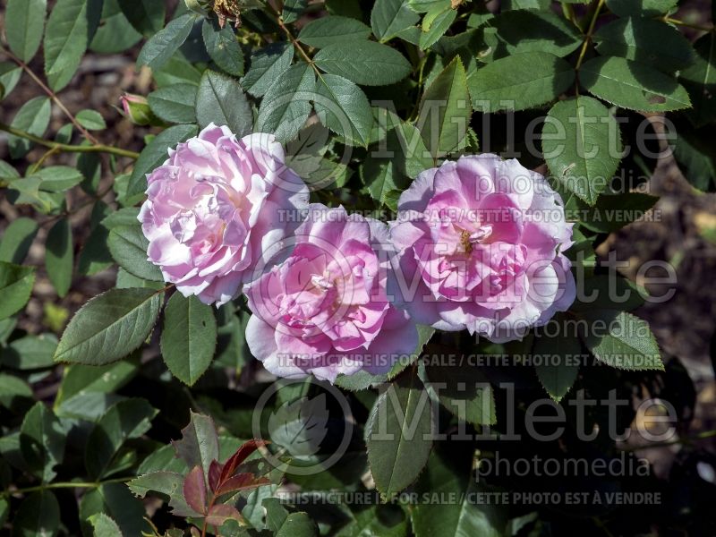 Rosa Prairie Joy (Shrub Rose) 1  
