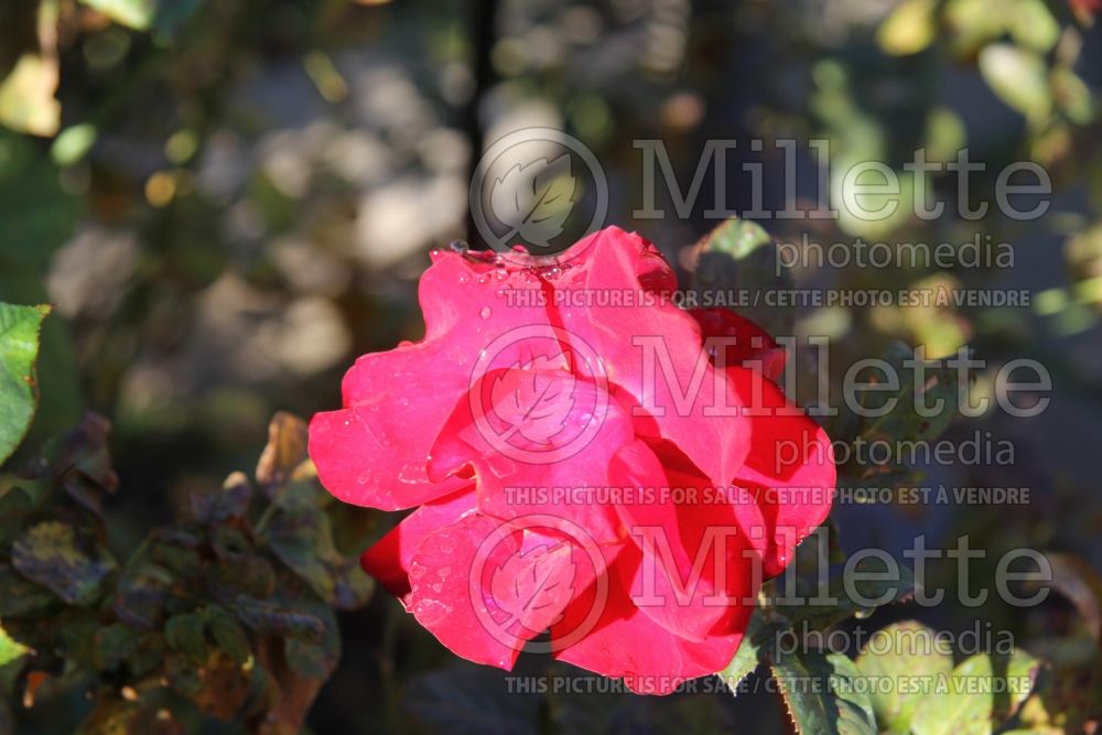 Rosa Preference (Floribunda Rose) 4