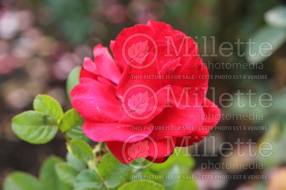 Rosa Preference (Floribunda Rose) 3