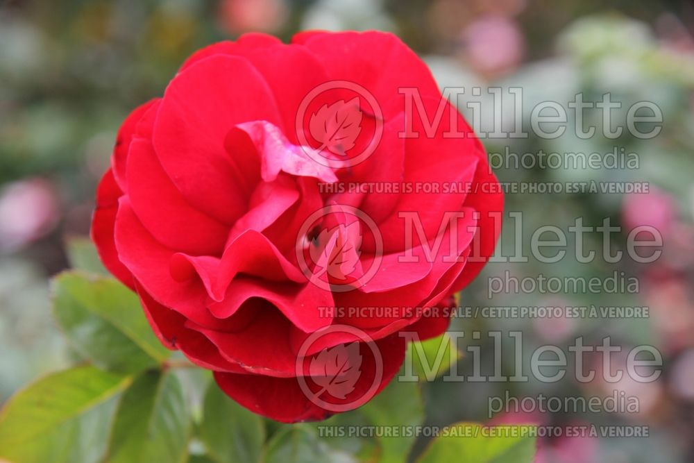 Rosa Preference (Floribunda Rose) 1