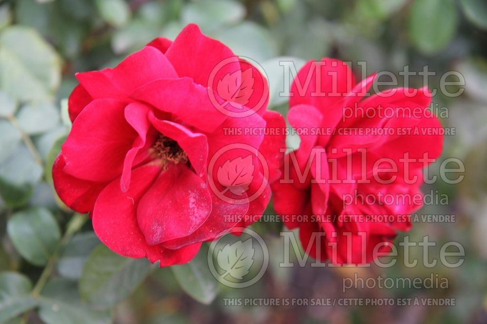 Rosa Preference (Floribunda Rose) 2