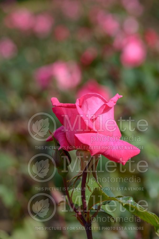 Rosa Prima Ballerina (Tea hybrid rose) 2 