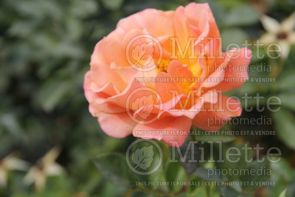 Rosa Pumpkin Patch (floribunda Rose) 1 