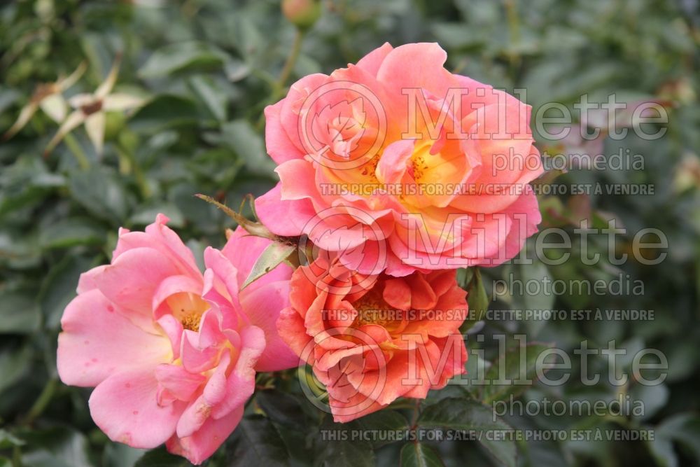 Rosa Pumpkin Patch (floribunda Rose) 2 