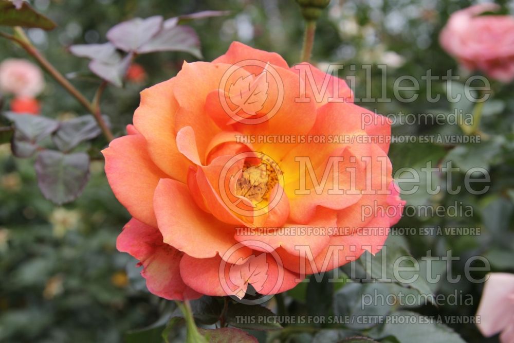 Rosa Pumpkin Patch (floribunda Rose) 3 