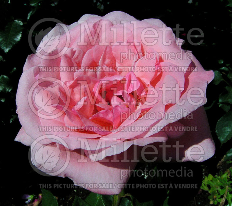 Rosa Queen Elizabeth (Bush Rose) 2 