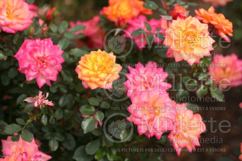 Rosa Rainbow's End or Savaclend (Miniature rose)  1