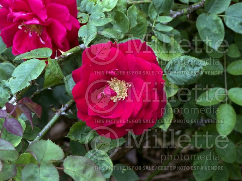Rosa Ramblin Red (Shrub Rose) 1  
