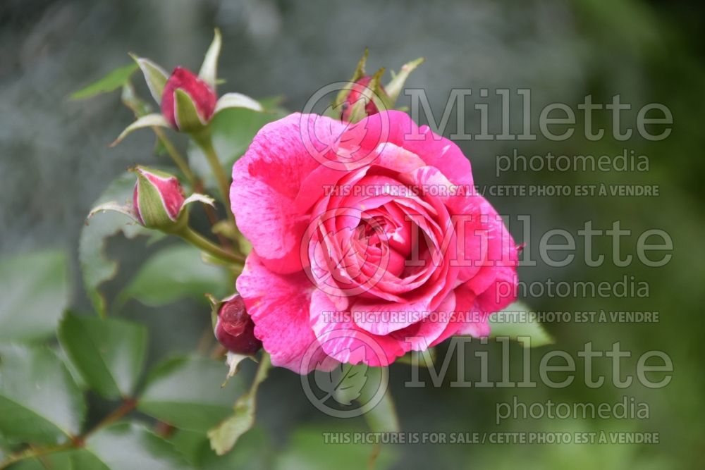 Rosa Raspberry Cream Twirl (Shrub Rose) 1 