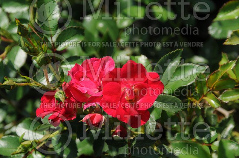 Rosa Red Drift or Meigalpio (Ground cover Rose)   1