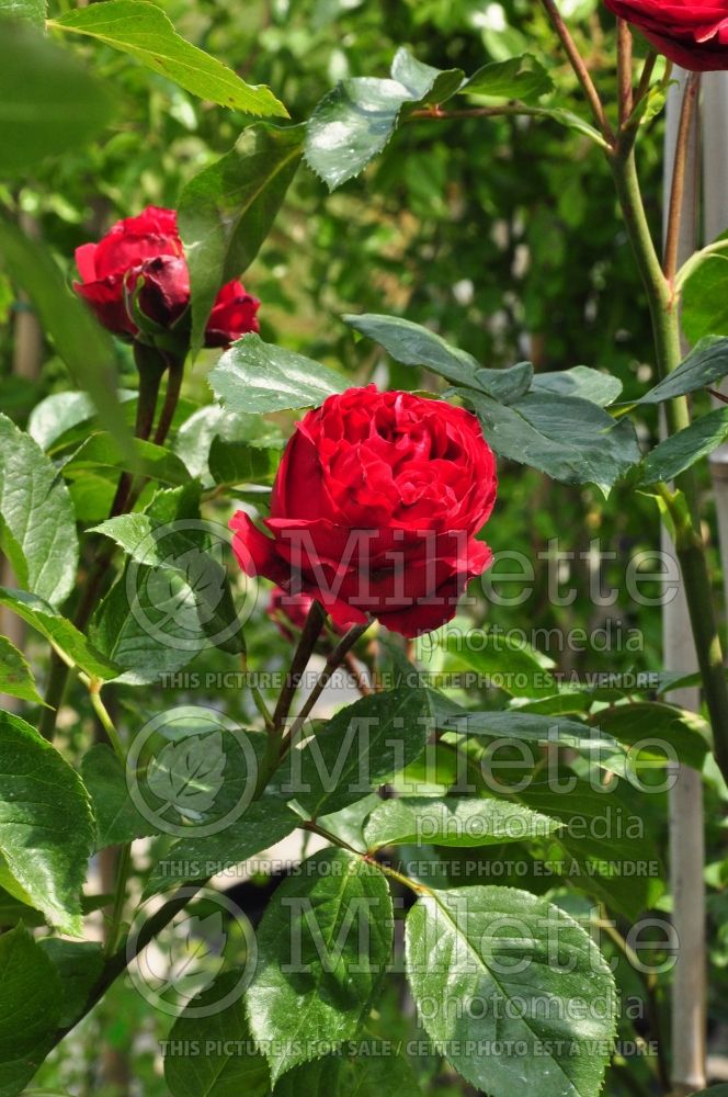 Rosa Red Eden (Shrub Rose) 2 