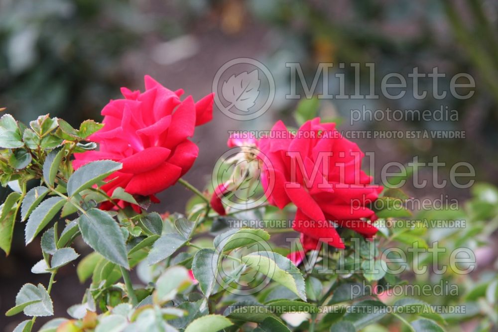 Rosa Red Ribbons (Groundcover Rose) 2