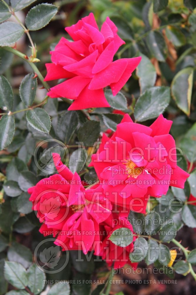Rosa Red Ribbons (Groundcover Rose) 3