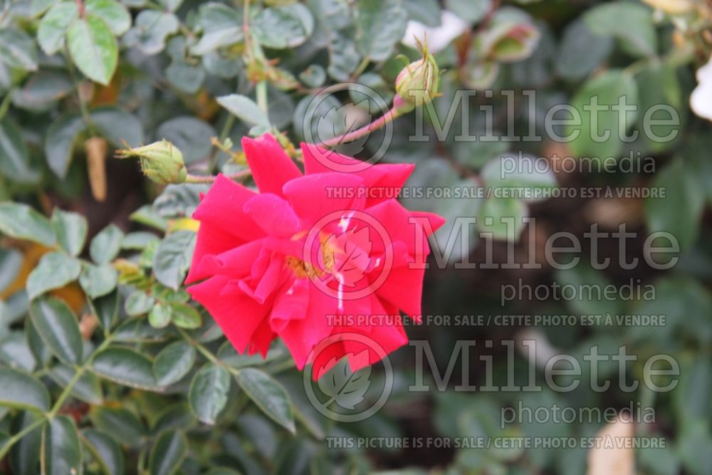 Rosa Red Ribbons (Groundcover Rose) 4