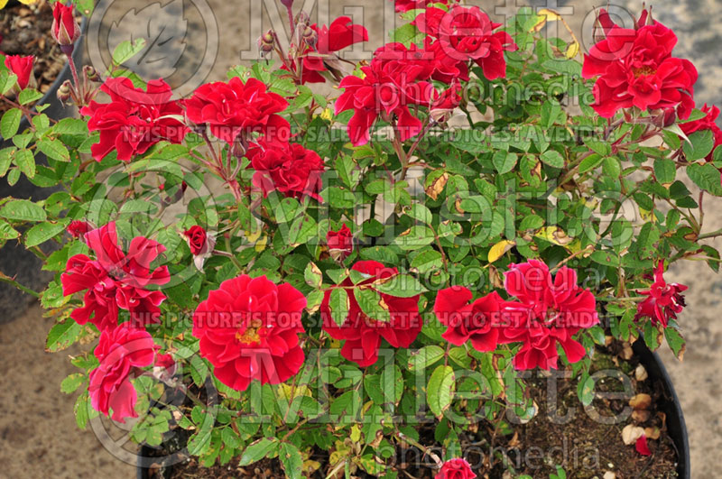 Rosa Red Rugostar (Rose) 2 