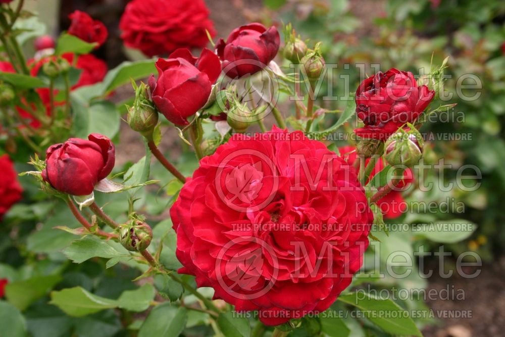 Rosa Redwood (Empire Miniature Rose) 1 
