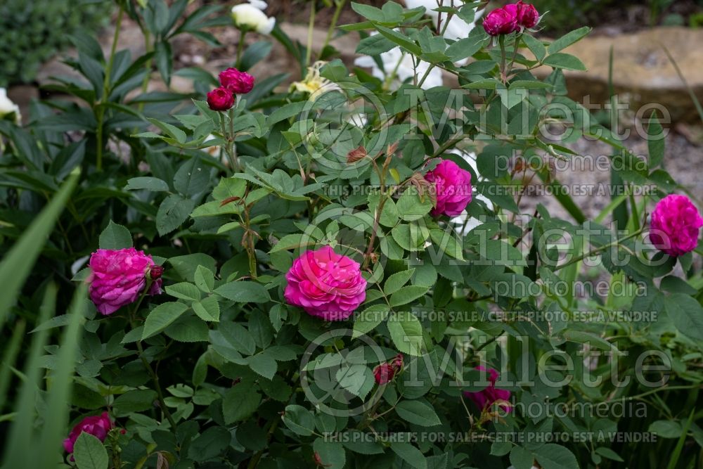 Rosa Reine des Violettes (Shrub Rose) 4 