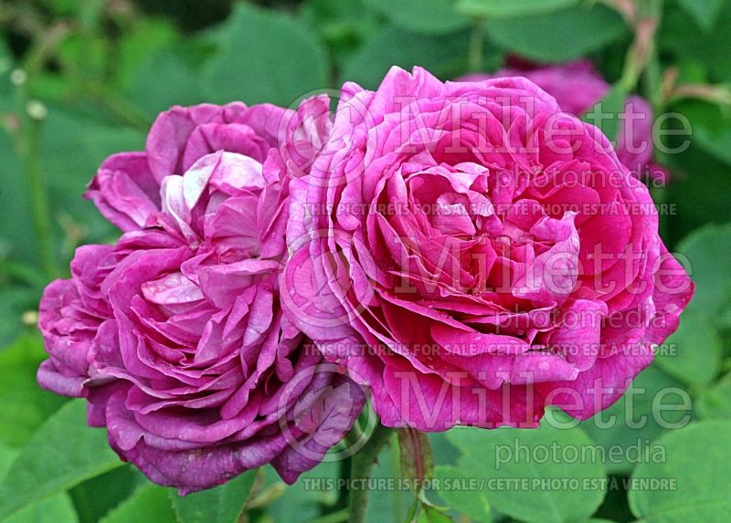 Rosa Reine des Violettes (Shrub Rose) 1 