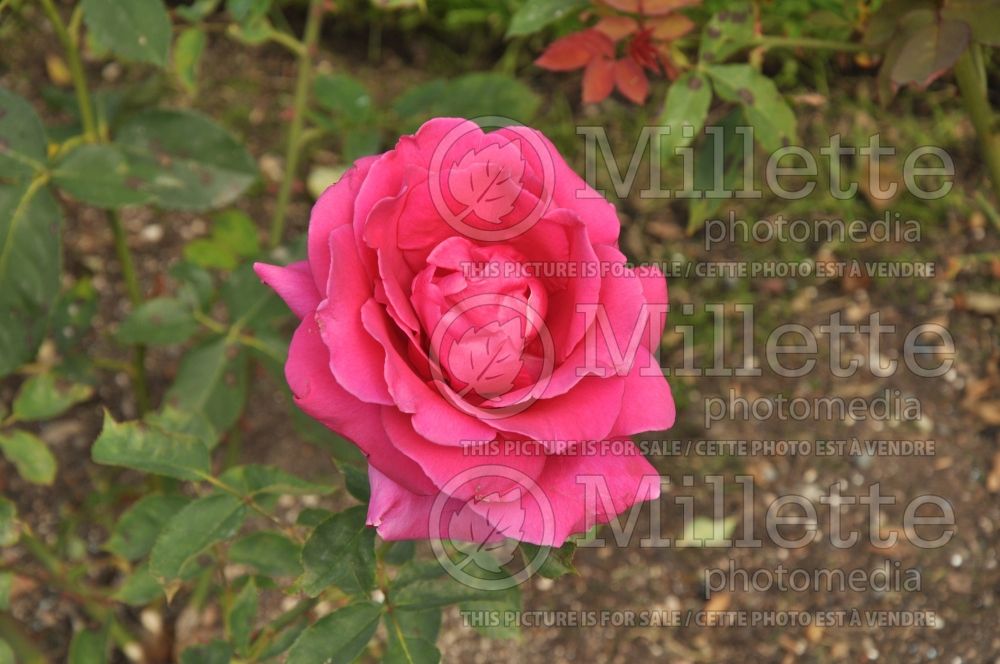 Rosa Rina Hugo (Hybrid tea rose) 1 