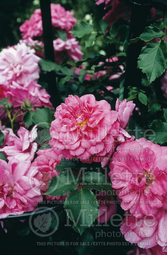 Rosa Rosarium Uetersen (Shrub Rose) 3 