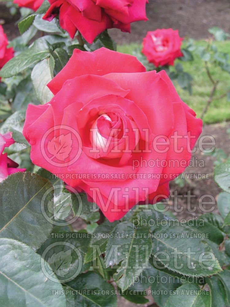 Rosa Rosie O'Donnell (Tea hybrid Rose) 1  