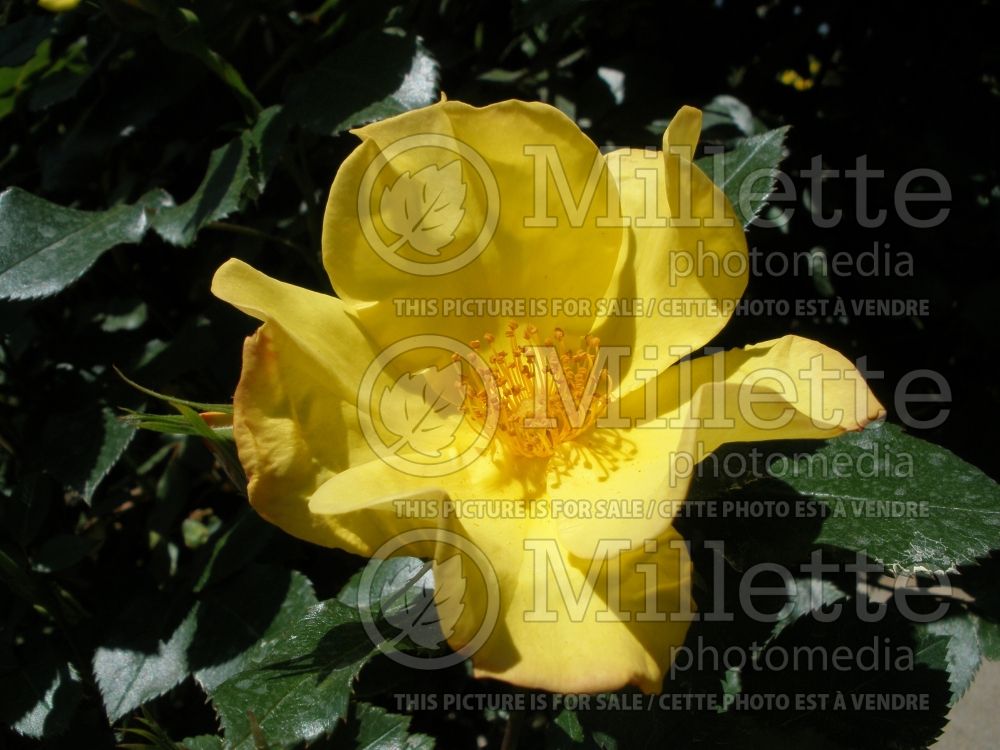 Rosa Royal Gold (Shrub Rose) 1 