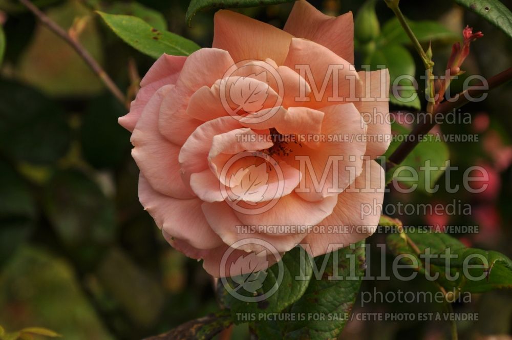 Rosa Royal Sunset (Shrub Rose) 1 