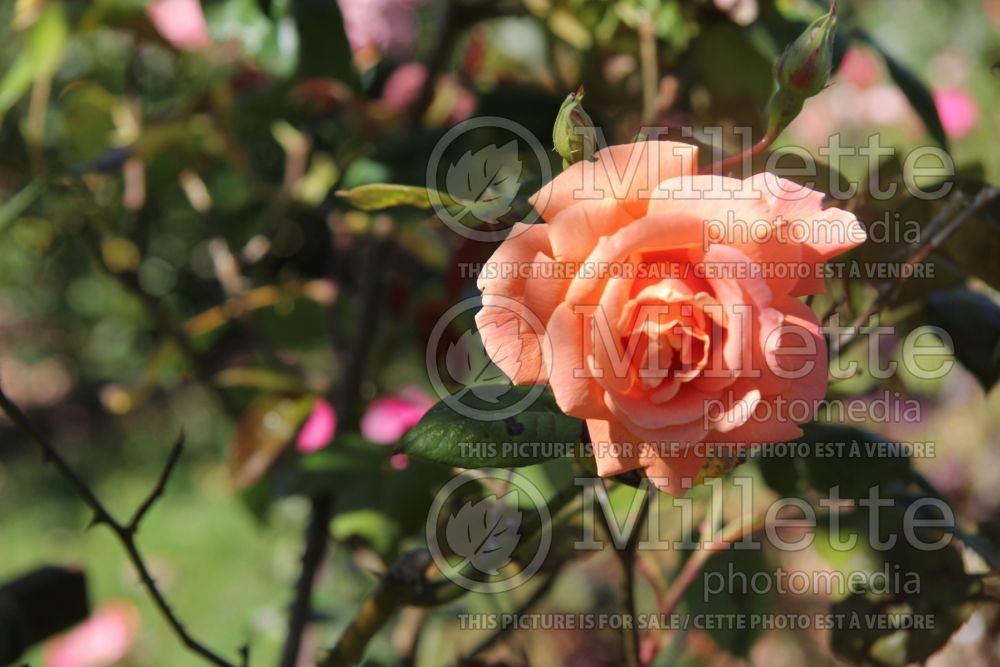 Rosa Royal Sunset (Shrub Rose) 2 