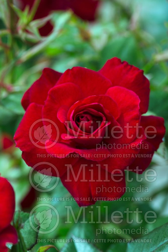 Rosa Ruby Ruby (Patio rose) 2 